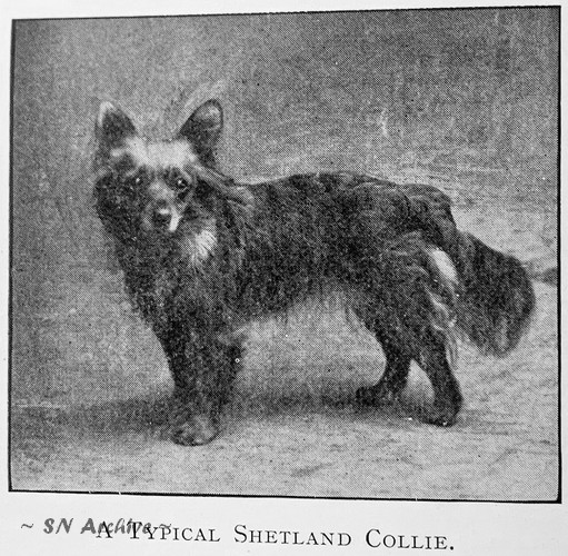 1915 Show Dogs A Typical Shetland Collie 