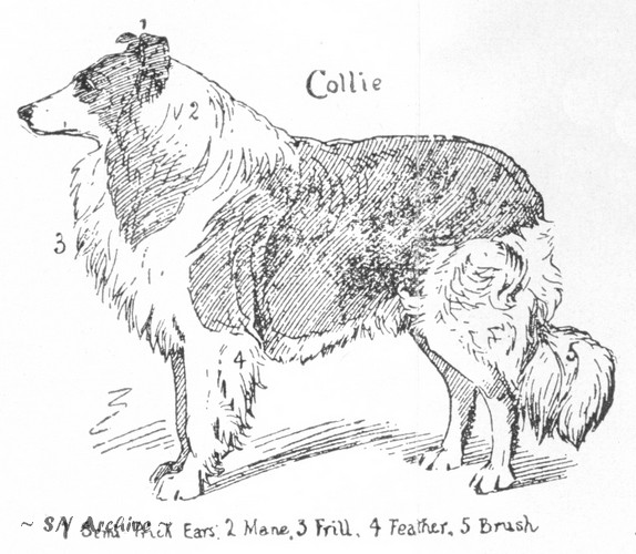 About 1932 Show Dogs 4th edition Collie