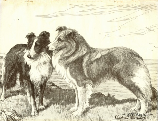 drawing in Hutchinson's Dog Encyclopeadia