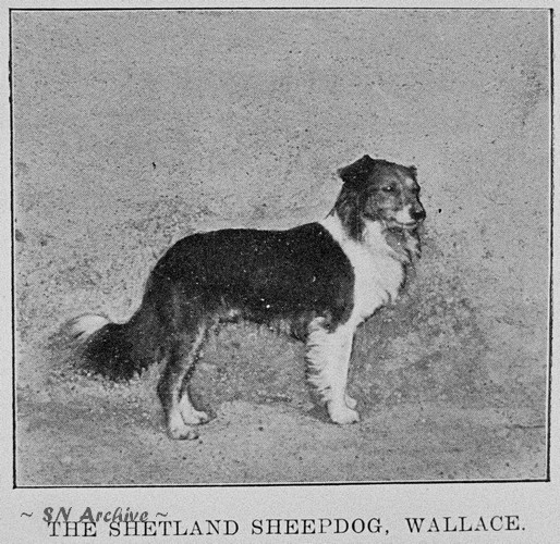 Wallace