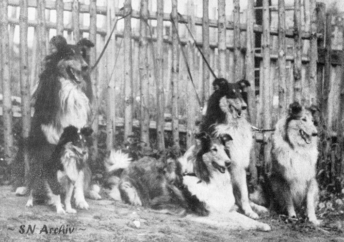 Ellen von der Schottenburg - Hexenhaus Collies