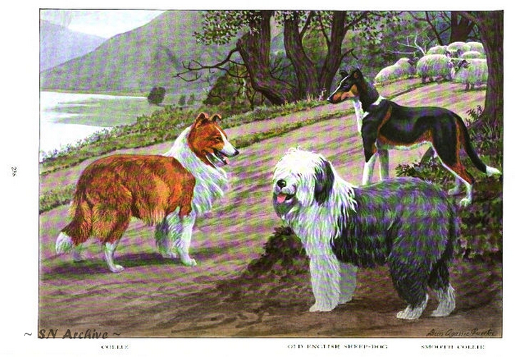 The Collie, Old English Sheep-dog, Smooth Collie