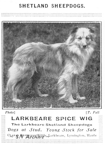 Larkbeare Spice Wig