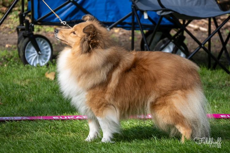 Magnificent Mirabelle