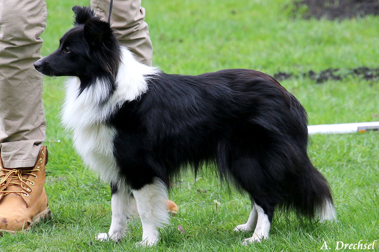 Mabel vom Pfauengarten