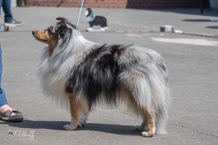 Lennox vom Münzenberger Sheltiecamp