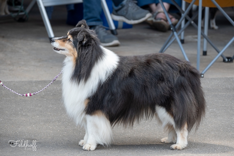 Phoebe the Pride of Rough's