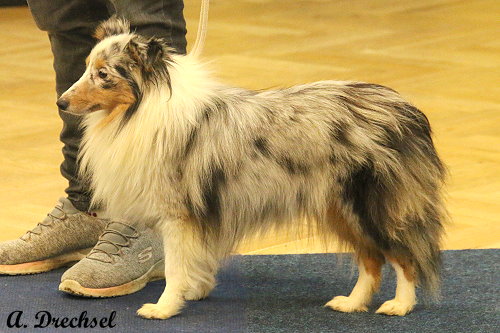 Princess of Moonlight from Cherryblossom Dream