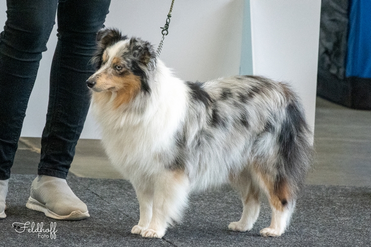 ZwKH Blue Bellini vom Berghof Engelsbrand