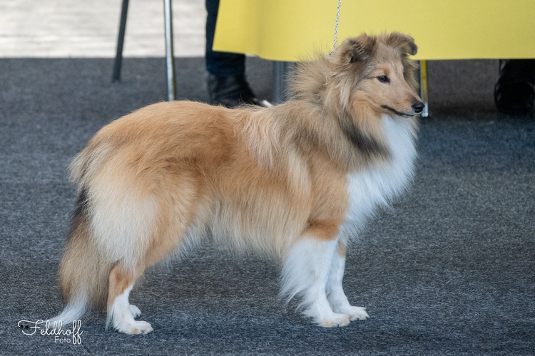 JüKH Wendy von der Saarhöhe