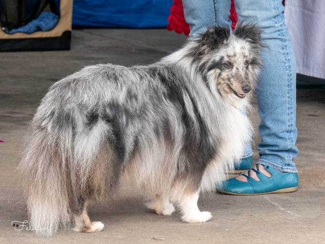 Nanook