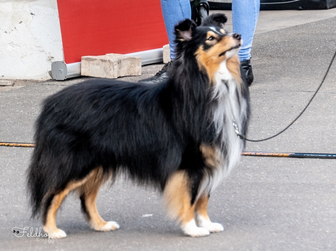 Iomhair