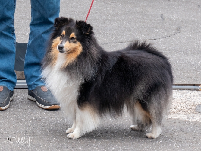 Usha