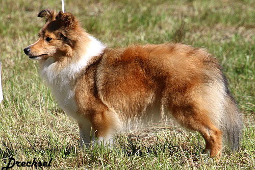 2026.07.11.Hallbergmoos.JKH.Ludmilla from Little Robin Hood