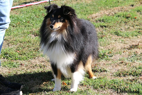 2026.09.12.Gäufelden.JKR.Hollys Dreampaws Only Oreo