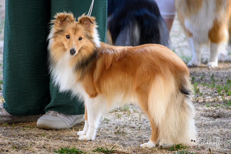 500 20260816 a81 JKH Hollys Dreampaws Nice Namika DSC 1541