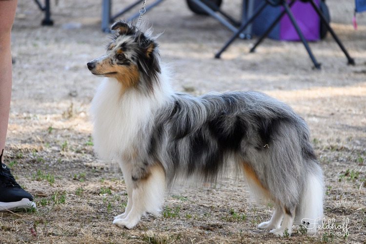 500 20260816 a82 JKH Rainbow Dragon Willow Wildberry DSC 1548
