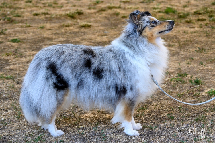 500 20260816 a89 ChKH JackieJackpot vom Nixenteich DSC 1592