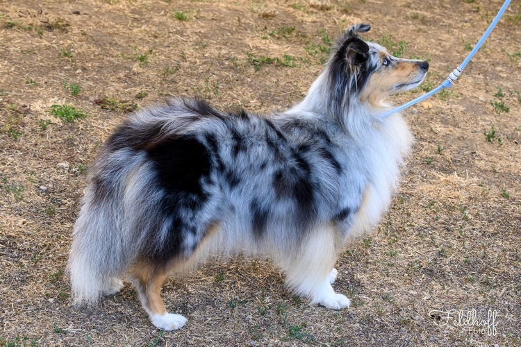 500 20260816 a90 OKH Ophelia vom Muenzenberger Sheltiecamp DSC 1602