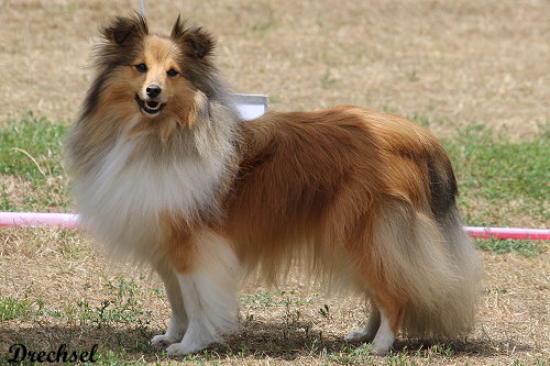 2026.07.19.Neustadt.OKH.Hollys Dreampaws Kashmir Keela