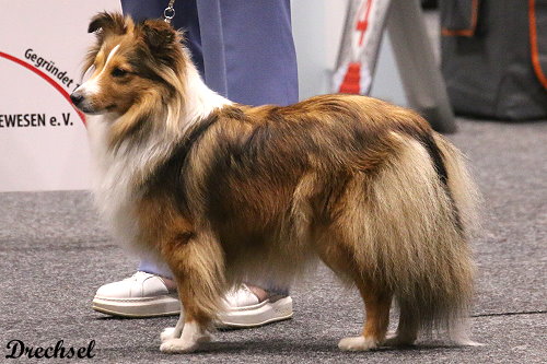 2026.03.14.Offenburg.OKH.Valentina vom Berghof Engelsbrand