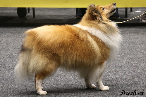 2026.03.14.Offenburg.VKR.Amberblaze Dreams N Hopes