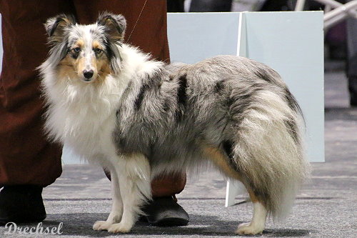 2026.03.15.Offenburg.JKH.Achors Surprise Luxury Lady