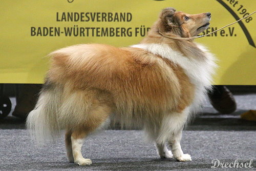 2026.03.15.Offenburg.VKR.Amberblaze Dreams N Hopes