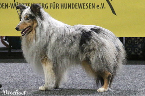 2026.03.15.Offenburg.ZwKR.Prince of Sunlight Best Blue